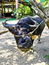 The Buffalo is tied with a rope to a tree. An Asian water Buffalo is tied to a tree. Royalty Free Stock Photo
