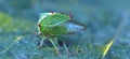 The buffalo treehopper, entomological photography