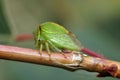 The buffalo treehopper sit on a branch. Stictocephala bisonia