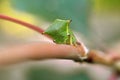 The buffalo treehopper sit on a branch. Stictocephala bisonia