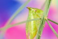 Buffalo treehopper Stictocephala bisonia on dill