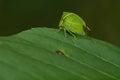 Buffalo Treehopper - Stictocephala bisonia Royalty Free Stock Photo