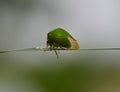 Buffalo treehopper, Stictocephala bisonia, side view