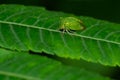 Buffalo Treehopper - Stictocephala bisonia