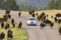 Buffalo viewing 7 Royalty Free Stock Photo