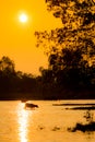 Buffalo walk across river