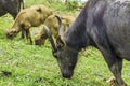 Buffalo walk eating grass in field. Buffalo portrait. Asian buffalo in farm in thailand .Close up.