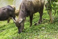 Buffalo walk eating grass in field. Buffalo portrait. Asian buffalo in farm in thailand .Close up.