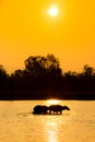 Buffalo walk in river