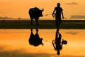 Buffalo Walking Royalty Free Stock Photo