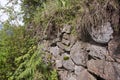 Buffalo wall in Volcanoes National Park, Virunga, Rwanda