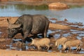 Buffalo and Warthogs Royalty Free Stock Photo