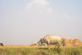 Buffalo was eating grass in farmland, Mrauk u Myanmar