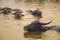 Buffalo in water background