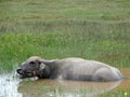 Buffalo, Water Bubalus bubalis