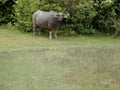 Buffalo, Water Bubalus bubalis