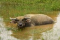 Buffalo, Water Bubalus bubalis