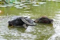 Buffalo in the water lily pond Royalty Free Stock Photo