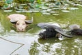 Buffalo in the water lily pond Royalty Free Stock Photo