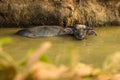 Buffalo in water tied to the shore during sunset light, Sieam Reap Province, Cambodia Royalty Free Stock Photo