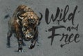 Buffalo watercolor painting with background, bison wild and free wildlife print for t-shirt Royalty Free Stock Photo