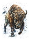 Buffalo watercolor wildlife painting, bison Royalty Free Stock Photo