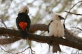 Buffalo-weavers Royalty Free Stock Photo