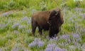 Buffalo in the wildflowers Royalty Free Stock Photo