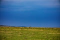 Buffalo Wildlife Animals Mammals at the savannah grassland wilderness hill shrubs great rift valley maasai mara national game