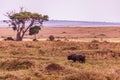 Buffalo Wildlife Animals Mammals at the savannah grassland wilderness hill shrubs great rift valley maasai mara national game