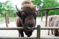 Buffalo wildlife. Head with horns. Buffalo bull concept. Animal bull in zoo or shelter. Bull bison closeup. Furry brown
