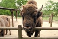 Buffalo wildlife. Head with horns. Buffalo bull concept. Animal bull in zoo or shelter. Bull bison closeup. Furry brown