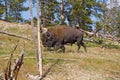Buffalo in the woods Royalty Free Stock Photo