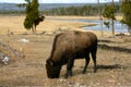 Buffalo in Yellowstone