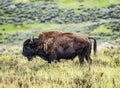 Buffalo in Yellowstone national park