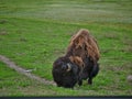 Buffalo in Yellowstone National Park Royalty Free Stock Photo