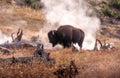 A Buffalo in Yellowstone stands in warm steam Royalty Free Stock Photo