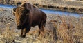 Buffalo yellowstone travel explore foryou