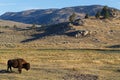 A buffalo in a Yellowtone Landscape Royalty Free Stock Photo