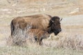 Buffalo with young calf on prairie Royalty Free Stock Photo