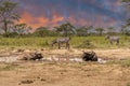 buffalo and zebra africa herds kenya