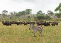 Buffalo and zebra in Taragire