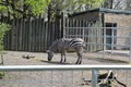 Zebra in the Buffalo zoo