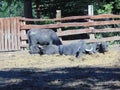 buffalo at zoo Targu Mures Royalty Free Stock Photo
