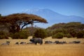 Buffaloes on the background of Kilimanjaro Royalty Free Stock Photo