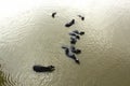 Buffaloes bathing in the Yamuna River. Agra, India Royalty Free Stock Photo