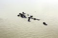 Buffaloes bathing in the Yamuna River. Agra, India Royalty Free Stock Photo