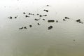 Buffaloes bathing in the Yamuna River. Agra, India Royalty Free Stock Photo