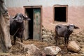 Buffaloes, Buffalo and calf pose together