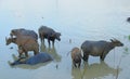 Buffaloes - Buffalo colony bathing in the river Royalty Free Stock Photo